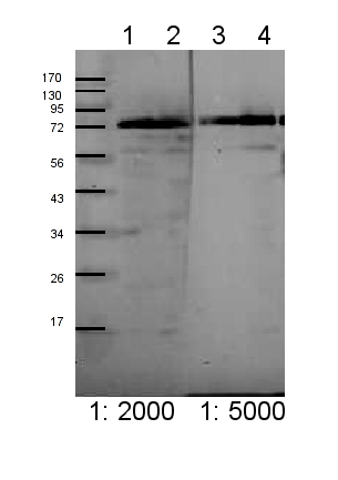 western blot using anti-TOC75 POTRA3 domain antibodies